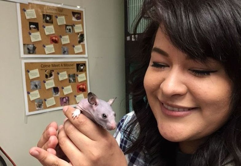 Łysy chomik został kolejną "gwiazdą Internetu