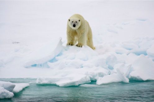 Niedźwiedzie polarne niszczą sprzęt BBC wart fortunę 1