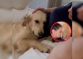 Czy pies wyczuwa ciążę? Nagranie z goldenem retrieverem ma miliony wyświetleń