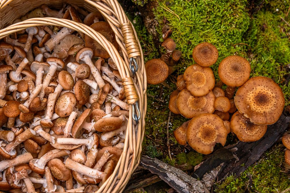 Podczas grzybobrania wypatruj miodówki