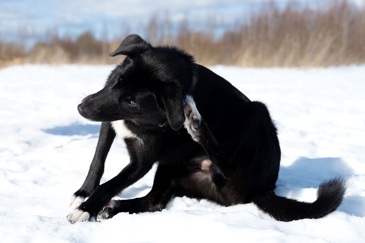 It's worth observing how often the dog scratches its ear.