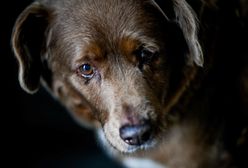 Najstarszy pies na świecie. Bobi świętuje swoje 31 urodziny
