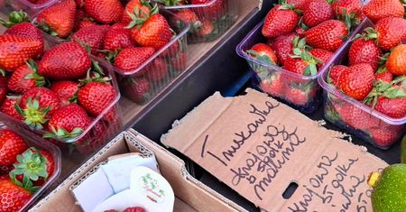 Są pierwsze polskie truskawki. Cena odstrasza bardziej niż zwykle
