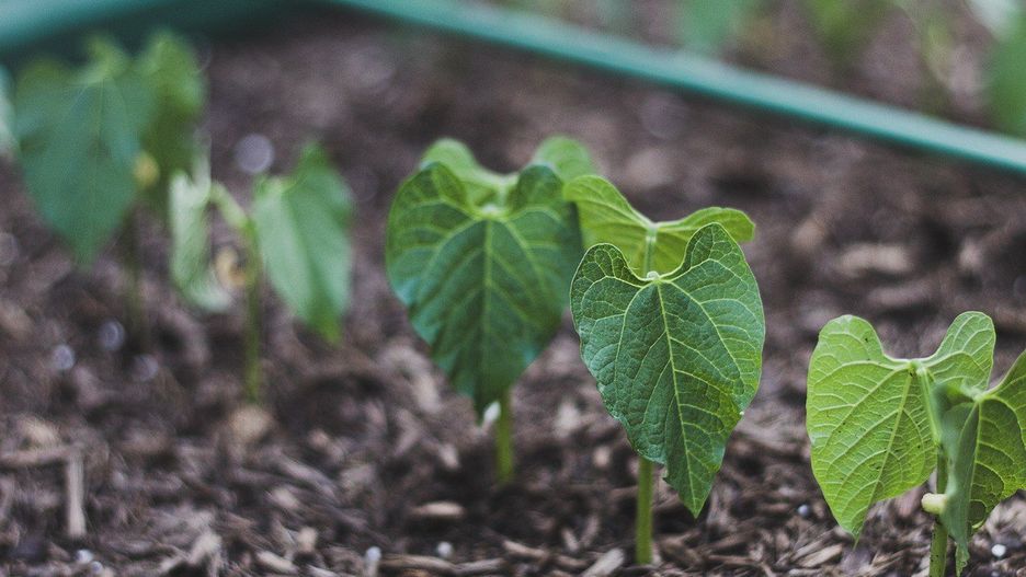 W Polsce najchętniej sięgamy po niedojrzałe, zielone nasiona - gotowane, mrożone lub konserwowane.