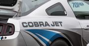 Zobacz Fordy Mustangi Cobra Jet w akcji - galeria zdjęć