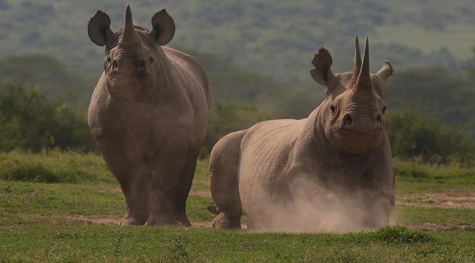 Nosorożce białe z bliska