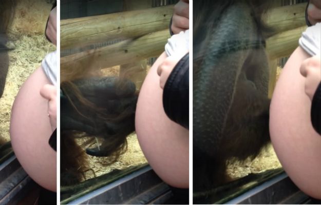 Orangutan całuje ciążowy brzuszek kobiety. Niesamowita reakcja zwierzęcia