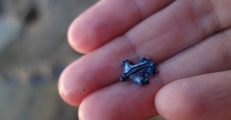Niebieskie smoki na plażach całego świata. "Nie dotykaj"