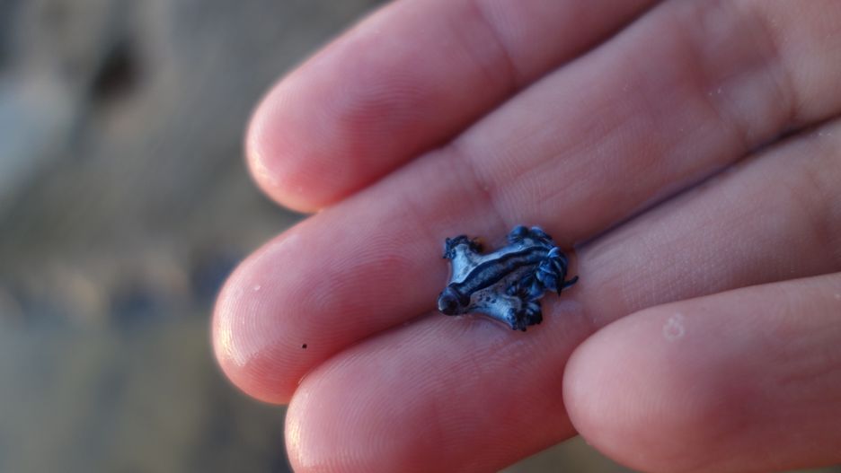Blue glaucus, czyli niebieski smok