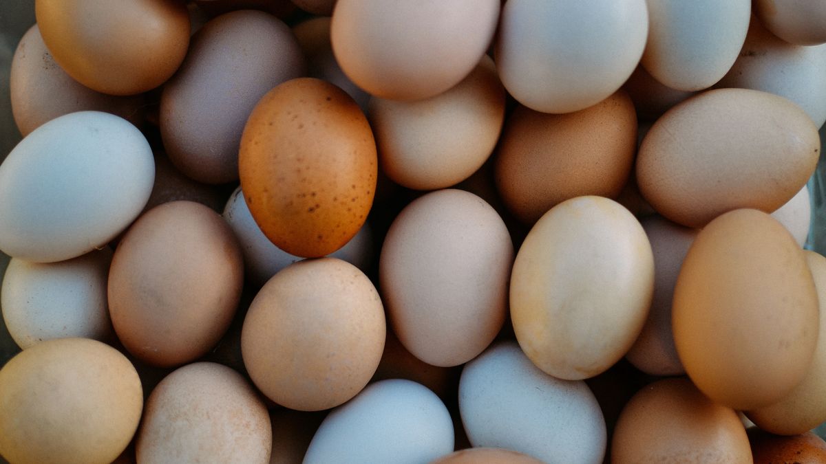 Wiele osób zastanawia się, od czego zależy kolor jajka
