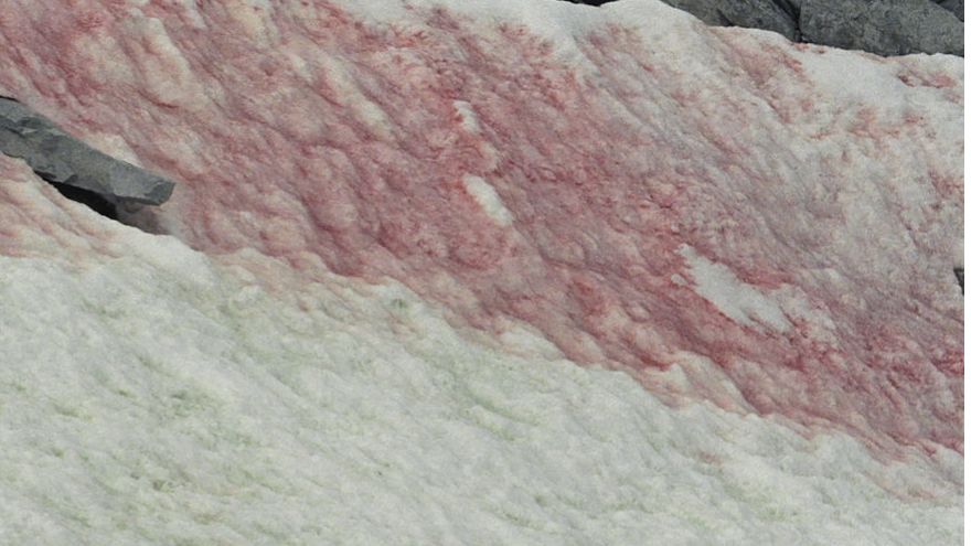 "Arbuzowy śnieg" - "watermelon snow" to zjawisko, które pojawiło się w górach w stanie Utah w USA