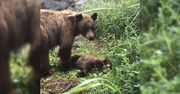 Wzruszający obraz natury. Niedźwiedzica opłakiwała zabite młode