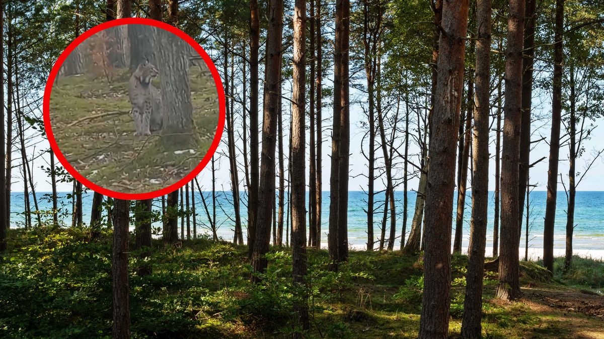 Zobaczenie rysia w naturalnym środowisku to duże szczęście 