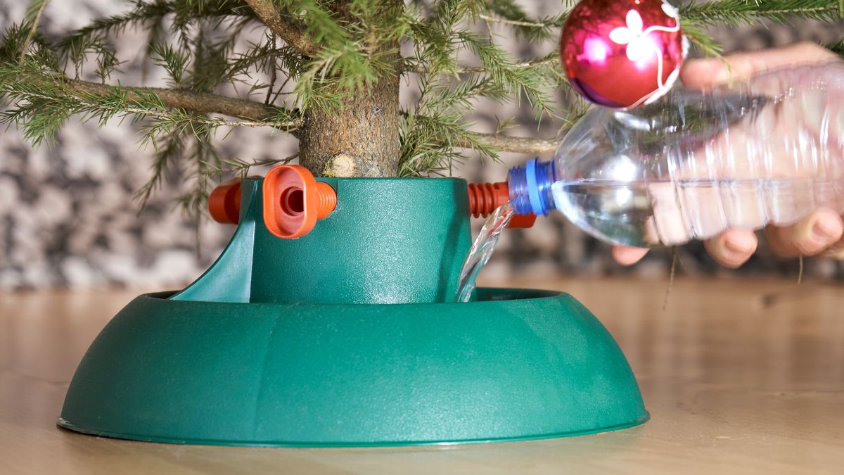 Co zrobić, by z choinki nie opadały igły?