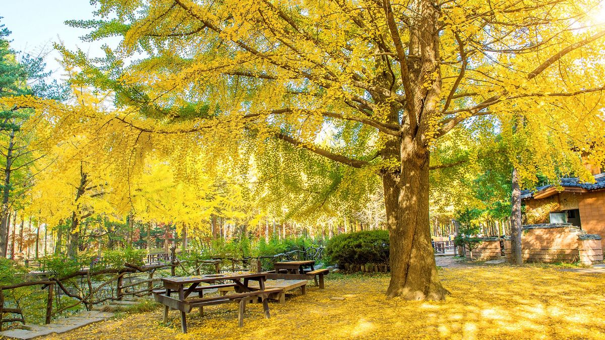 Drzewa Ginkgo biloba bardzo widowiskowo zrzucają liście. 