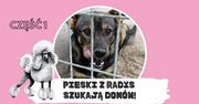 Pudelek SZUKA DOMÓW dla psiaków ze schroniska w Radysach (ZDJĘCIA)