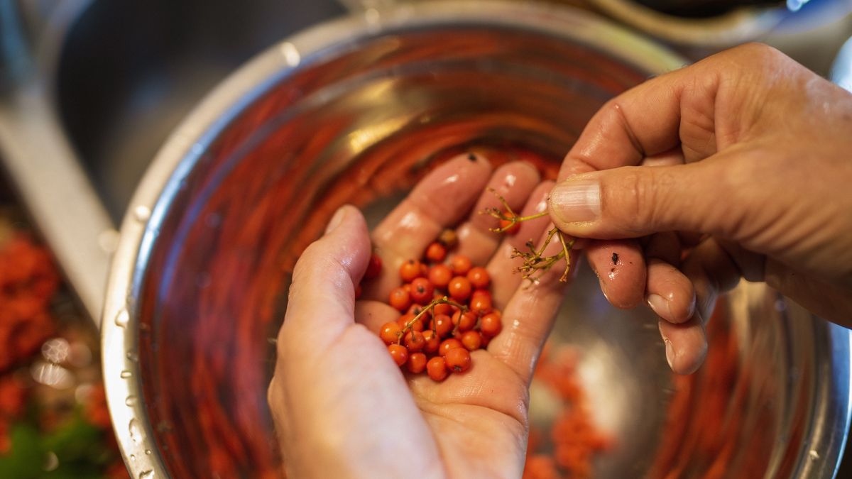 Dlaczego warto włączyć jarzębinę do diety?