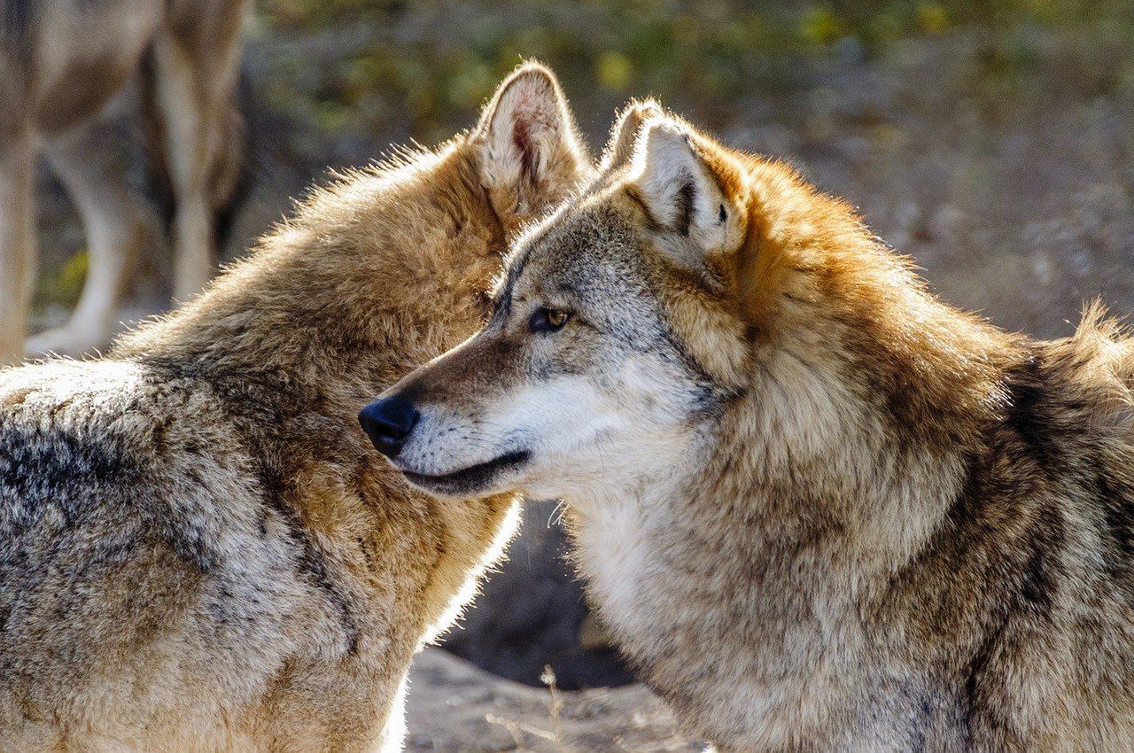 Pasożyt zmienia zachowania wilków. Znacznie częściej stają się alfami