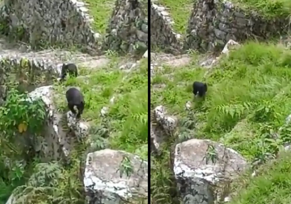 Niedźwiadki na spacerze po Machu Picchu. Wideo hitem internetu