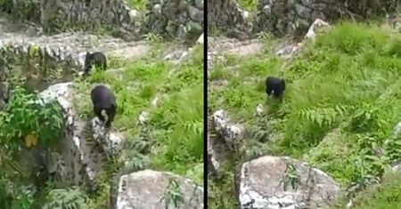Niedźwiadki na spacerze po Machu Picchu. Wideo hitem internetu