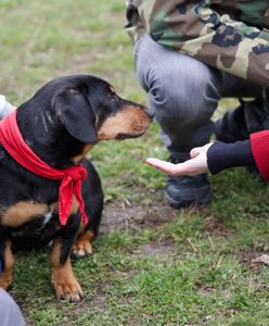 Atak w schronisku w Kielcach. "Wszyscy są w szoku"