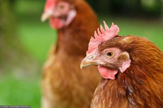 Groźna choroba drobiu wróciła po 50 latach. Całe stado do likwidacji