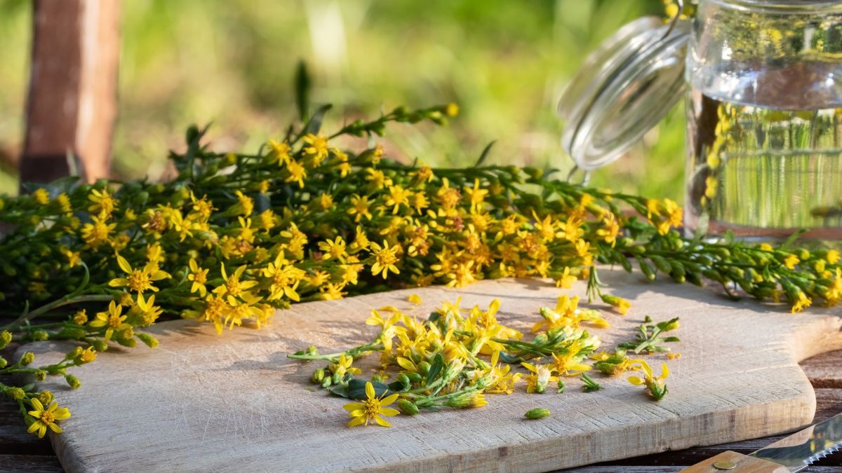 Nawłoć uważana jest za chwast 