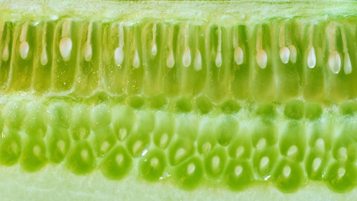 Świeże ogórki to bogactwo witamin i składników mineralnych