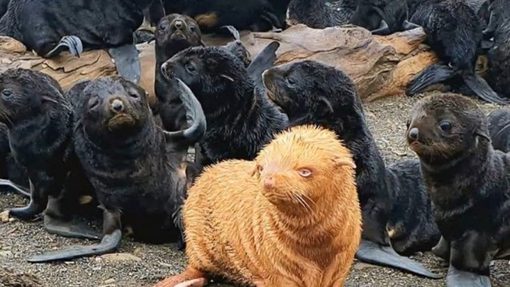 Niezwykle rzadka ruda uchatka. Zdjęcia, które rozczulają 1