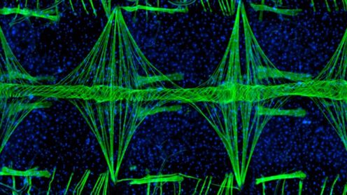Najlepsze zdjęcia tego, co niewidzialne dla oka 1