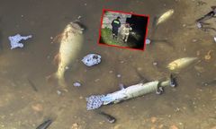 Dramat w Kaliszu. Setki śniętych ryb w rzece