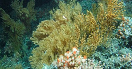 Niesamowite odkrycie w głębinach Oceanu Atlantyckiego