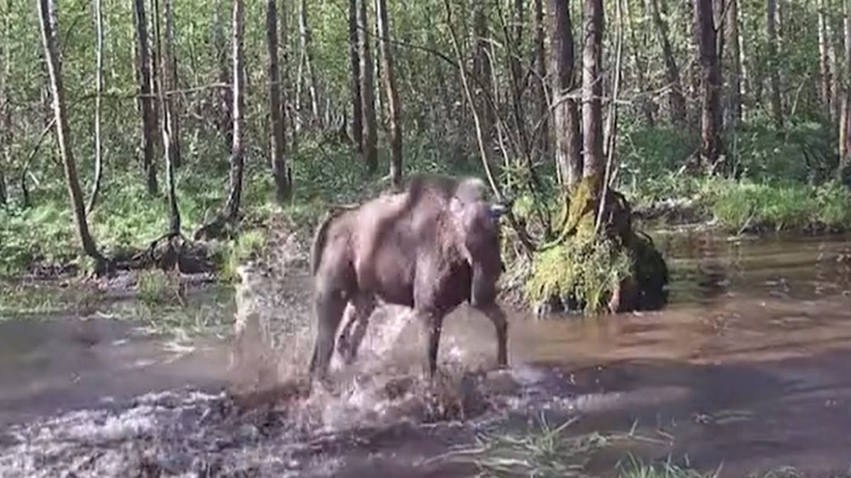 Beztroskie harce małego łosia