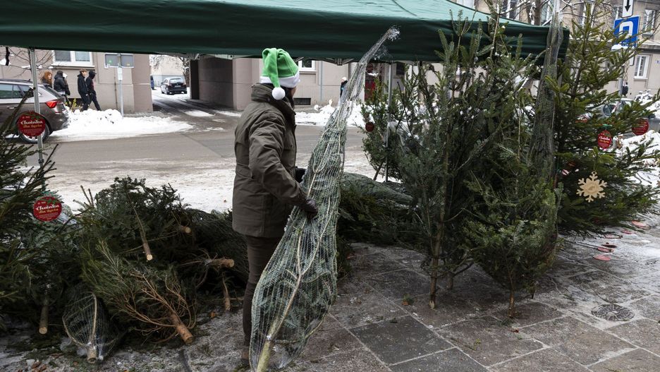 Żywa czy sztuczna? Leśnicy zapraszają do zakupu choinki prosto z lasu.