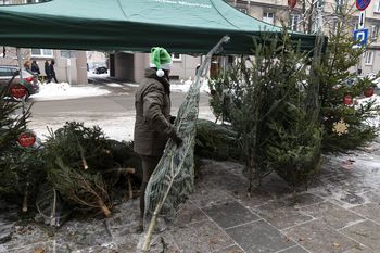 Żywa czy sztuczna? Leśnicy zapraszają do zakupu choinki prosto z lasu