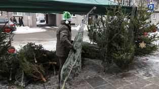 Żywa czy sztuczna? Leśnicy zapraszają do zakupu choinki prosto z lasu