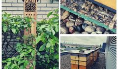 Pszczoły i inne owady zamieszkały w Agorze