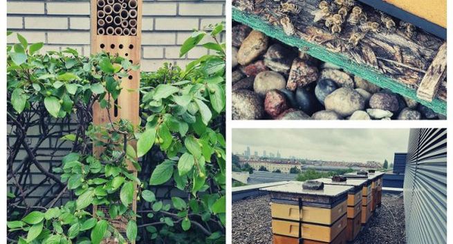 Pszczoły i inne owady zamieszkały w Agorze