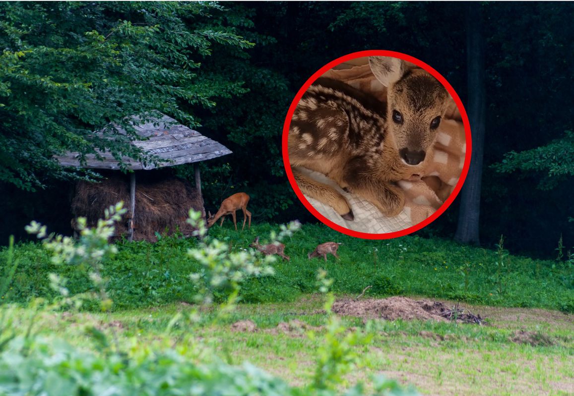 Matka odrzuciła sarenkę. Wszystko przez nieupilnowane dzieci