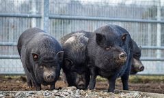 Wrocław. Świnki wietnamskie do wzięcia. Zwierzęta ze schroniska czekają na nowy dom