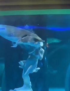 Horror w oceanarium