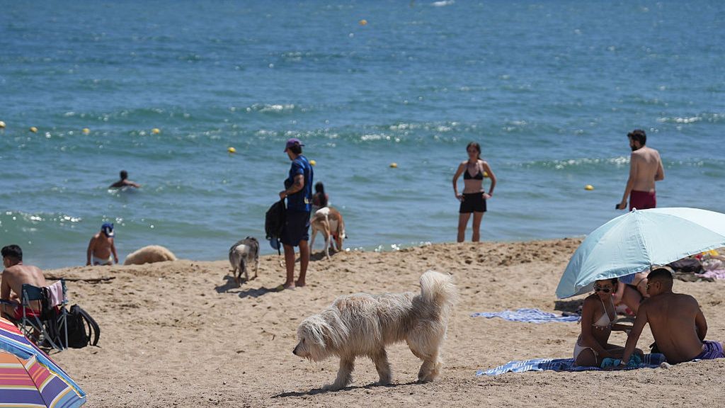 Na wielu plażach spotkać można czworonożnych przrujaciół turystó