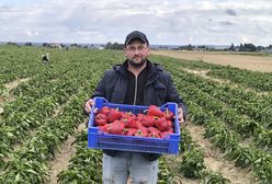 Podał cenę za paprykę, zjechały tłumy. Rolnik spod Lublina podlicza korzyści