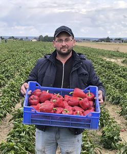 Podał cenę za paprykę, zjechały tłumy. Rolnik spod Lublina podlicza korzyści