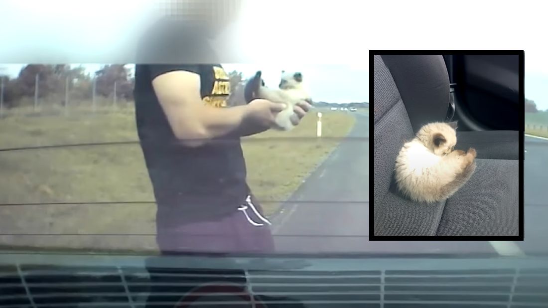 Mężczyzna jako jedyny zaryzykował, żeby ocalić kotka