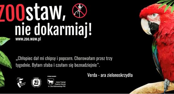 Allegro Brand Experience Agency dla warszawskiego ZOO