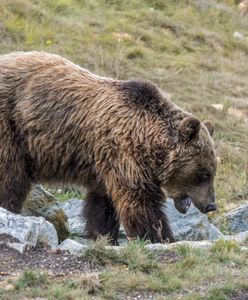 Niedźwiedź zaatakował turystów w Tatrach. Kobieta nie żyje