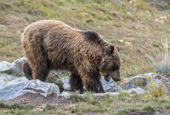 Niedźwiedź zaatakował turystów w Tatrach. Kobieta nie żyje