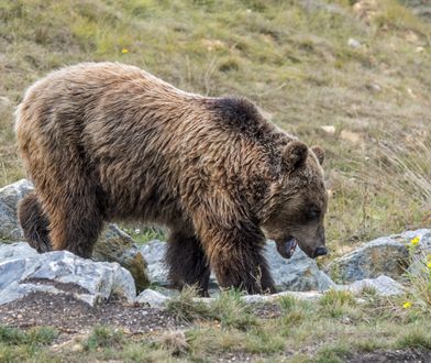 Niedźwiedź zaatakował turystów w Tatrach. Kobieta nie żyje