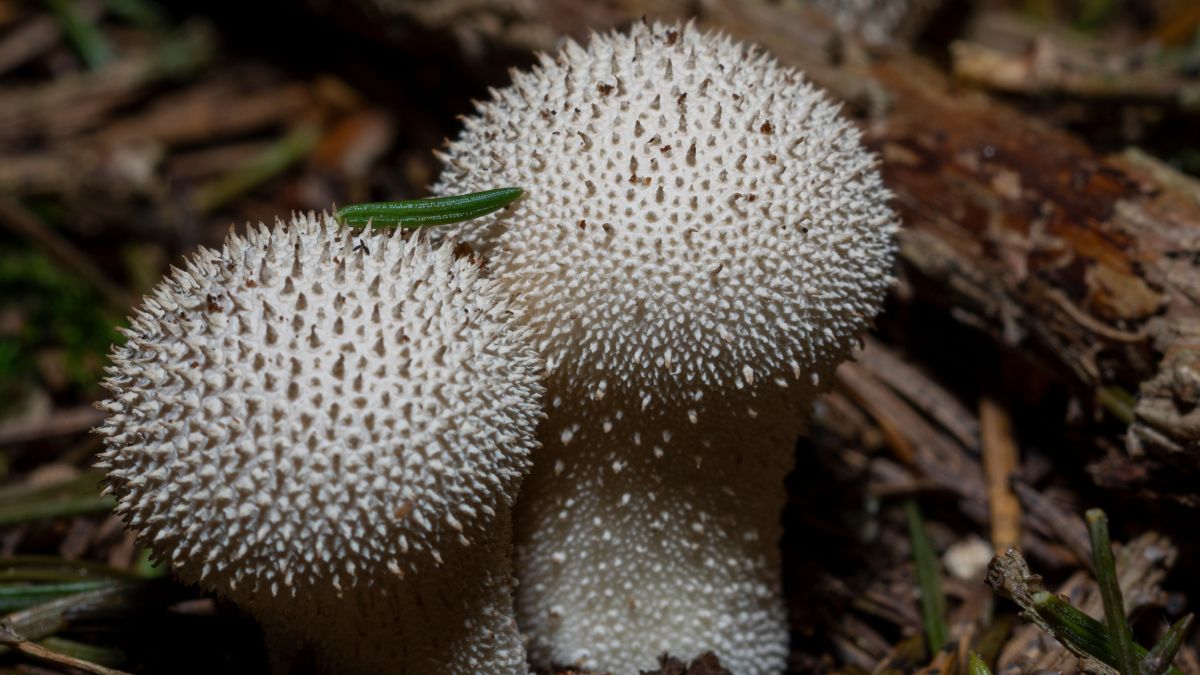 Purchawka chropowata